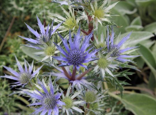 Eryngium bourgatii 'Picos Blue'