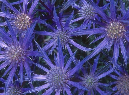 Eryngium bourgatii 'Picos Amethyst'