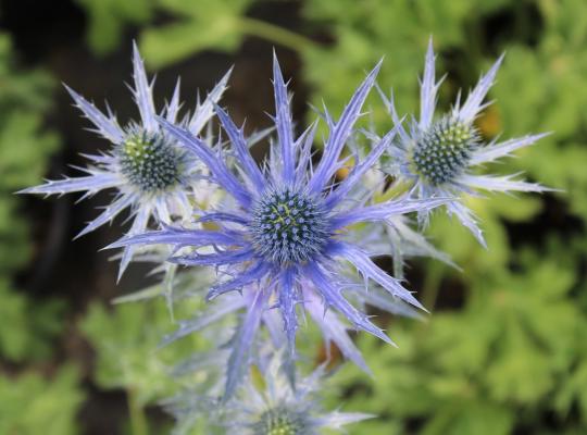 Eryngium zabelii 'Big Blue'