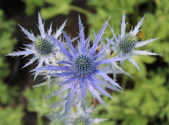 Eryngium x zabelii Big Blue