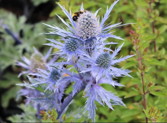 Eryngium x zabelii 'Jos Eijking'