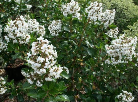 Escallonia 'Iveyi'