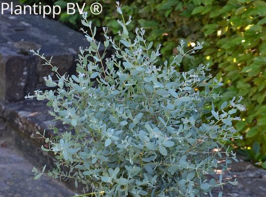 Eucalyptus gunnii France Bleu