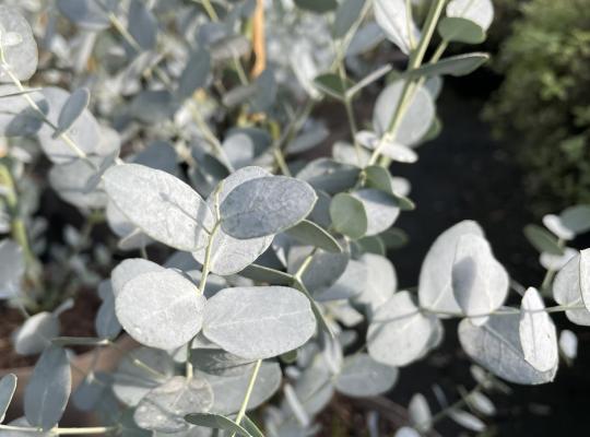 Eucalyptus gunnii Silverana