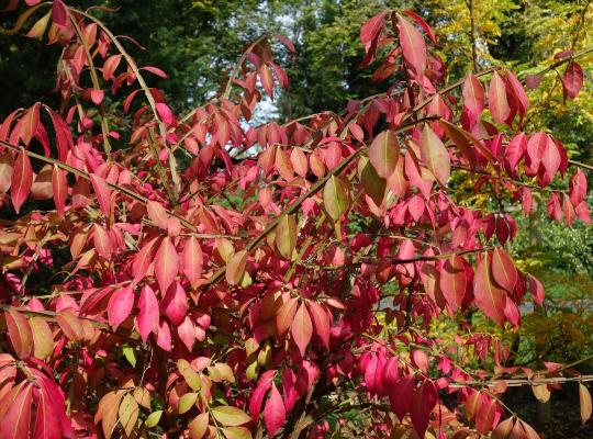 Euonymus alatus Blade Runner