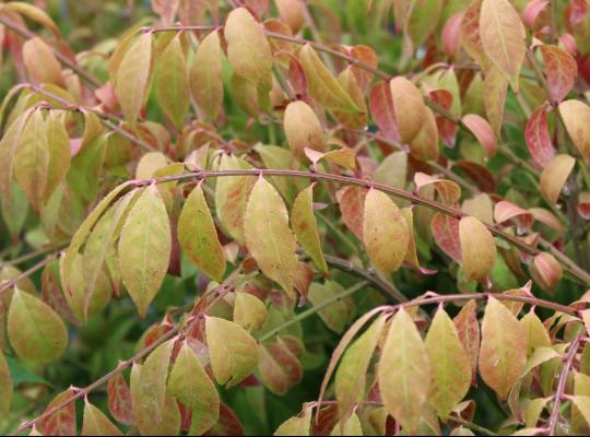 Euonymus alatus