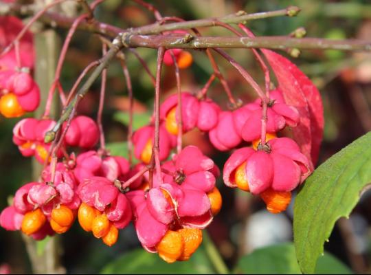 Euonymus europaeus Red Cascade