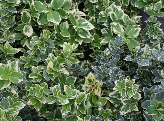 Euonymus fort. 'Emerald Gaiety'