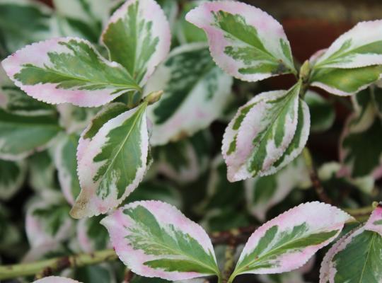 Euonymus fortunei Silver Queen