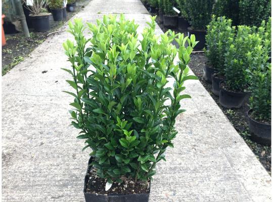 Euonymus japonicus Green Spire