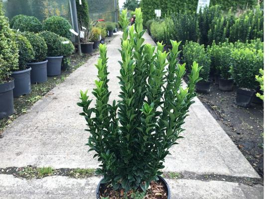 Euonymus jap. 'Jean Hugues'