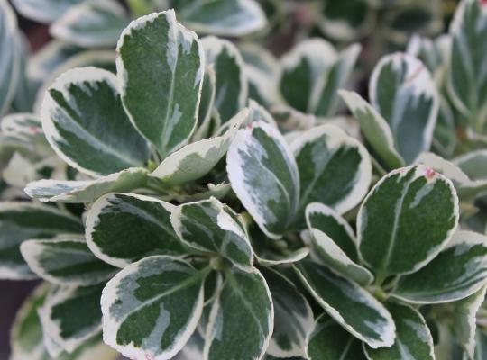 Euonymus japonicus President Gauthier