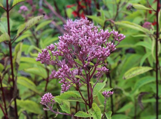 Eupatorium mac. 'Atropurpureum'