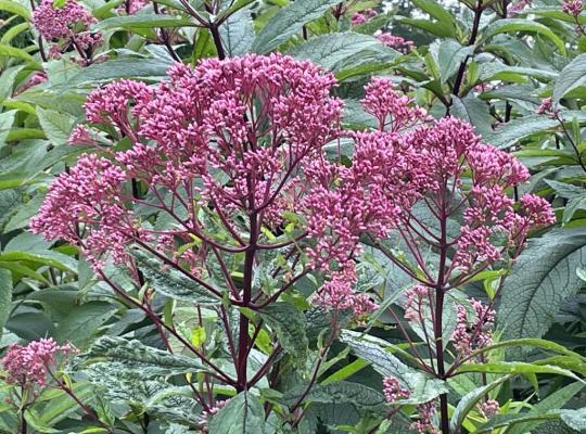 Eupatorium maculatum Reisenschirm