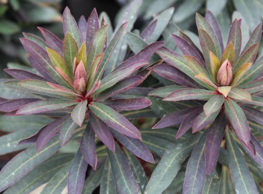 Euphorbia Blackbird