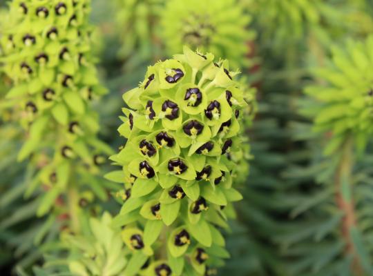 Euphorbia char. 'Black Pearl'