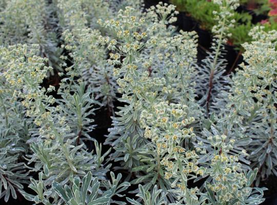 Euphorbia characias Silver Swan