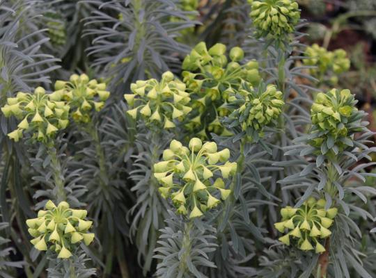 Euphorbia martinii
