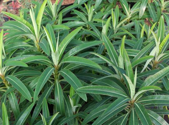 Euphorbia mellifera