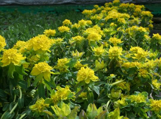 Euphorbia polychroma