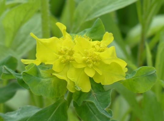 Euphorbia polychroma Senior