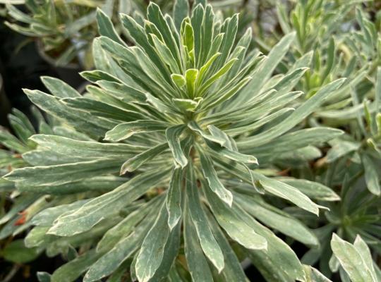 Euphorbia characias Silver Edge