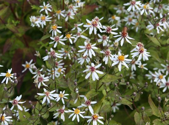 Aster Divaricatus Beth Chatto