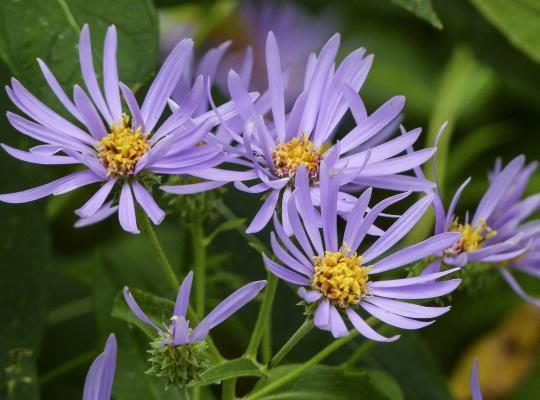 Aster x 'herveyi Twilight'