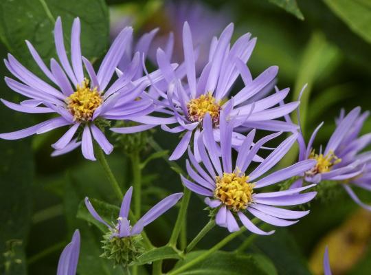 Eurybia (Aster) x herveyi Twilight