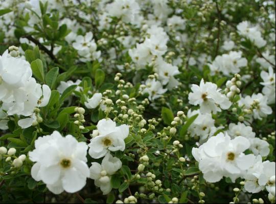 Exochora x macrantha 'Niagara'