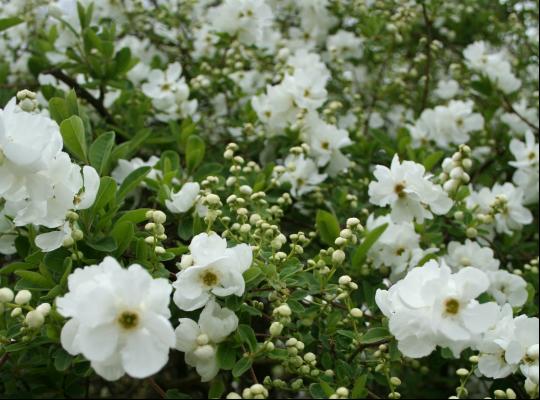 Exochorda x macrantha Niagara