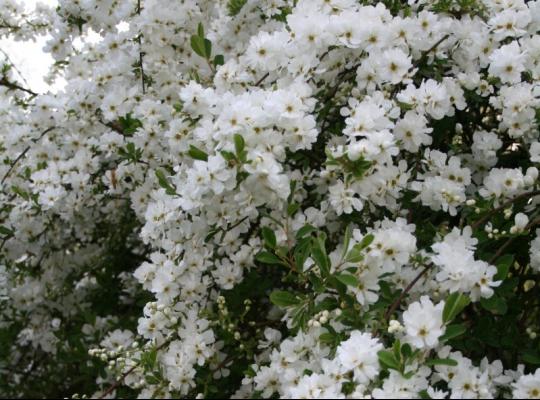 Exochorda x macrantha The Bride