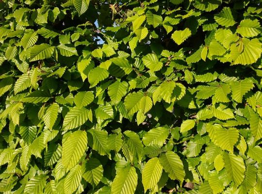 Fagus sylvatica