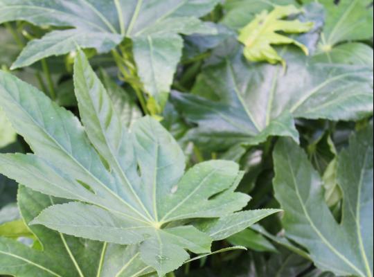 Fatsia japonica