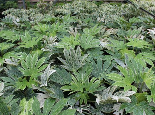 Fatsia japonica Spider's Web