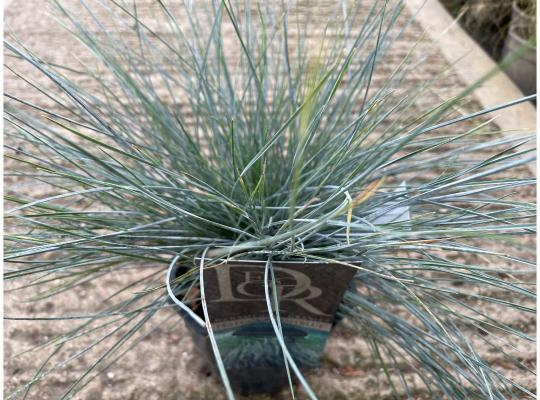 Festuca glauca Elijah Blue