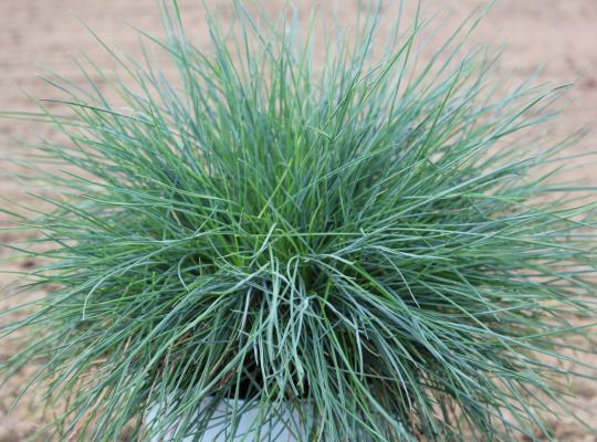 Festuca glauca 'Intens Blue'