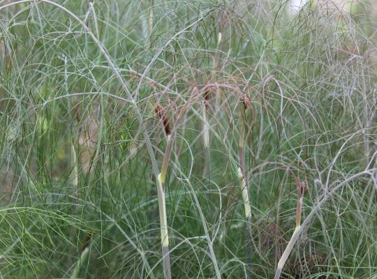 Foeniculum vulgare 'Giant Bronze'