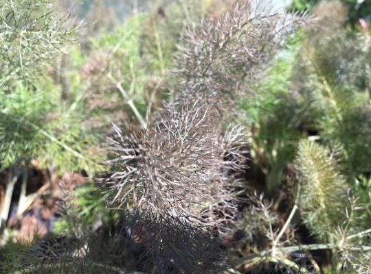 Foeniculum vulgare Purpureum