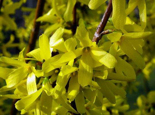 Forsythia x intermedia Lynwood