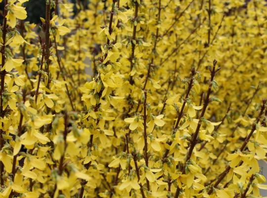 Forsythia x intermedia Week End