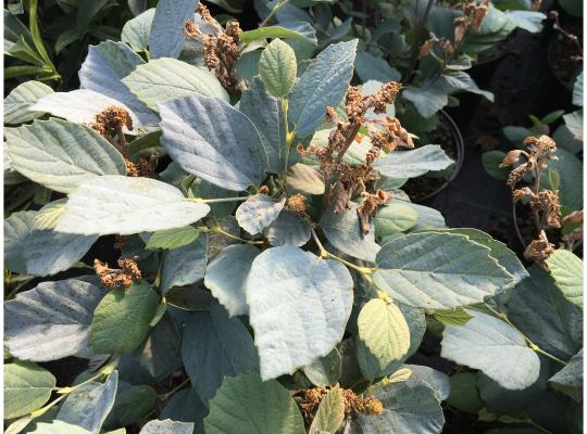 Fothergilla major Blue Shadow