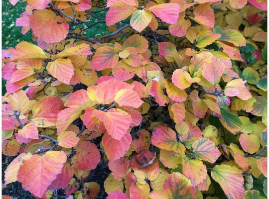 Fothergilla major