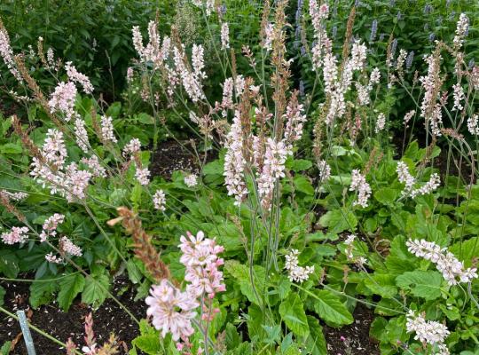 Francoa sonchifolia Pink Bouquet