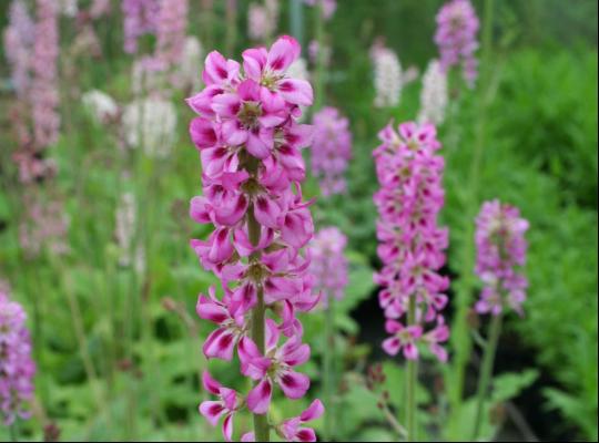 Francoa sonchifolia Pink Giant