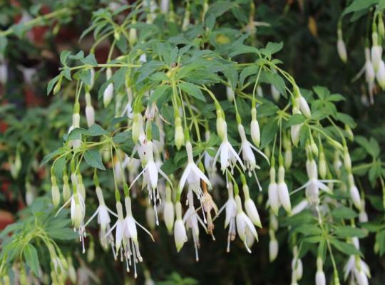 Fuchsia 'Hawkshead'