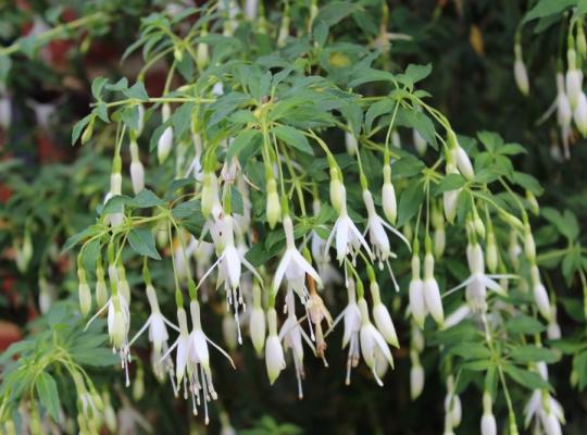 Fuchsia Hawkshead