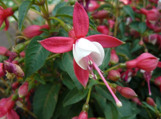 Fuchsia Lady Thumb