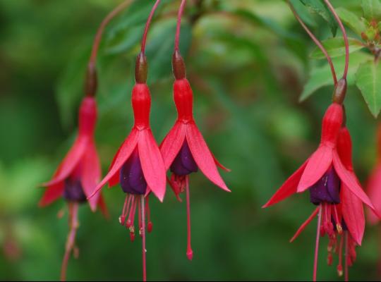 Fuchsia 'Riccartonii'