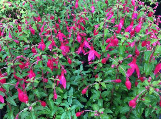 Fuchsia Tom Thumb